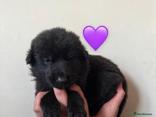 Saarloos Wolfdog dogs Stunning Low Content Wolfdog Puppies - Advert 1