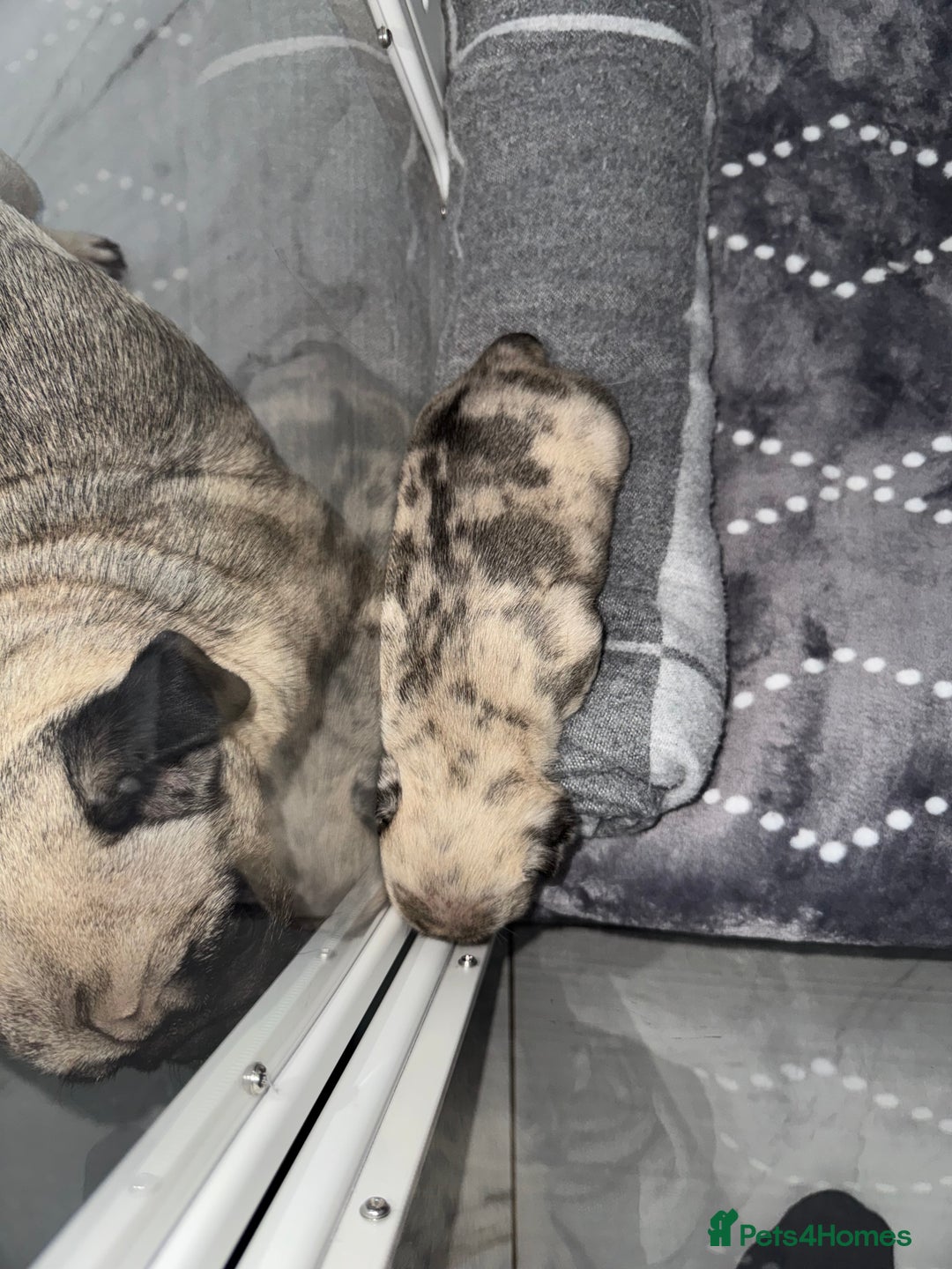 Frug dogs for sale: Pug/frenchie  - Advert 5