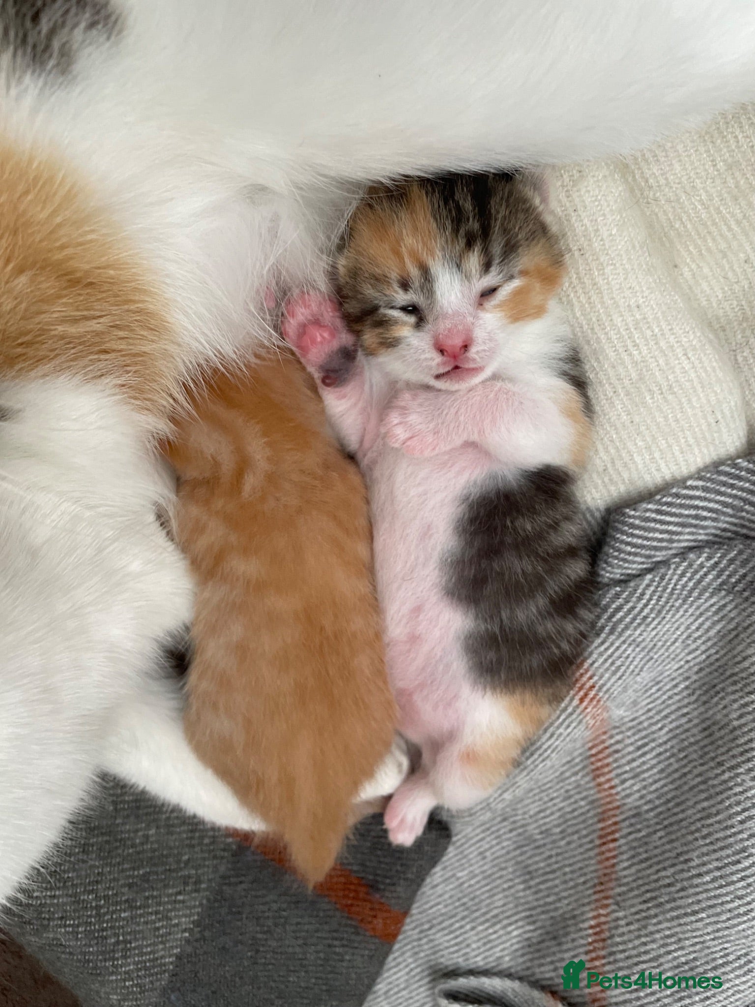 Mixed Breed cats Kittens for sale - Advert 1