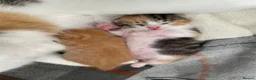 Mixed Breed cats for sale: Kittens for sale - Advert 1