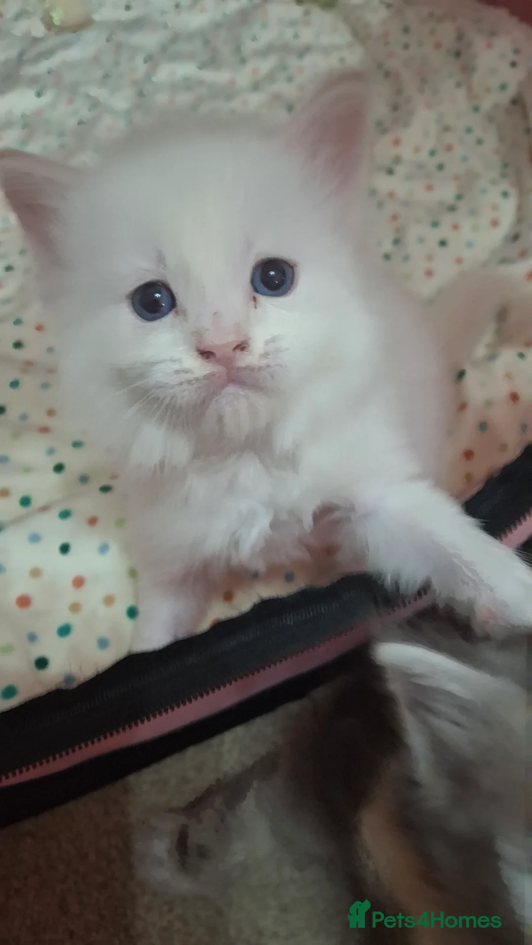Mixed Breed cats for sale: Maine coon/ ragdolls - Advert 2