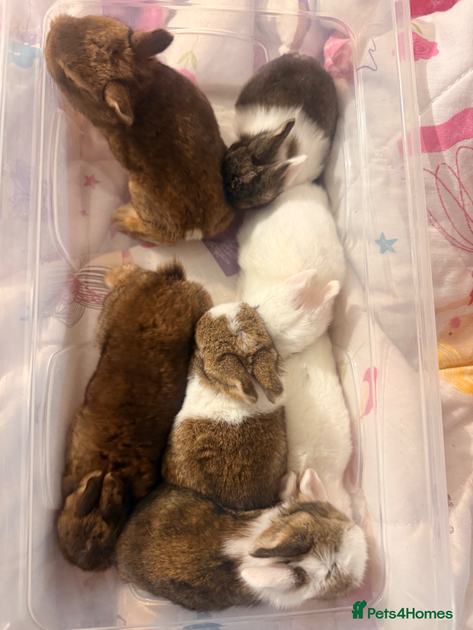 Mixed Breed rabbits for sale: Bunnies for sale - Advert 1