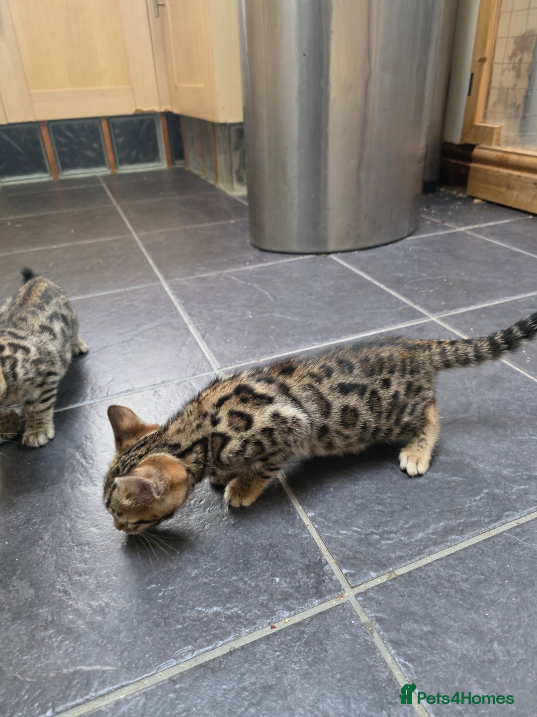 Bengal cats for sale: Outstanding quality Brown rosetted bengal kittens  - Advert 25