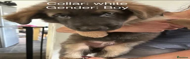 German Shepherd 5