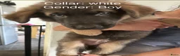 German Shepherd dogs for sale: Stunning German Shepherd Puppies for Sale! - Advert 9