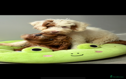 Labradoodle dogs for sale: Fully health tested Multigen puppies - Image 6