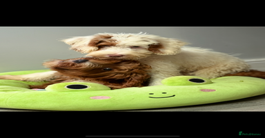 Labradoodle dogs - Advert 1