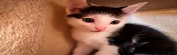 Domestic Shorthair cats for sale: STILL AVAILABLE- 2 black and white kittens  - Advert 21
