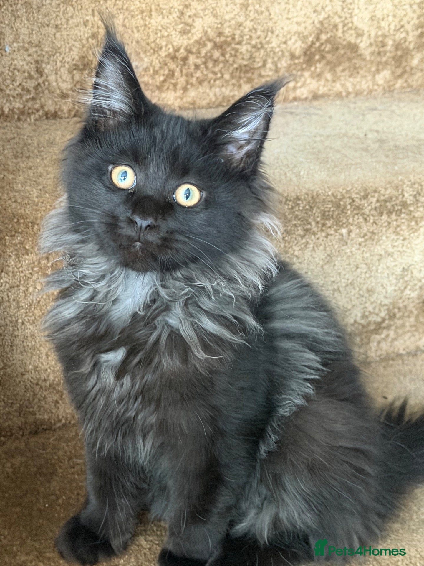 Maine Coon cats Tica registered black smoked male Maine coon - Advert 2