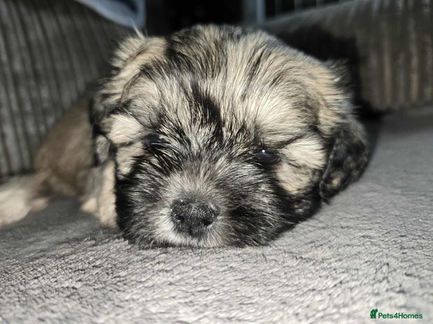 Mixed Breed dogs - Advert 1