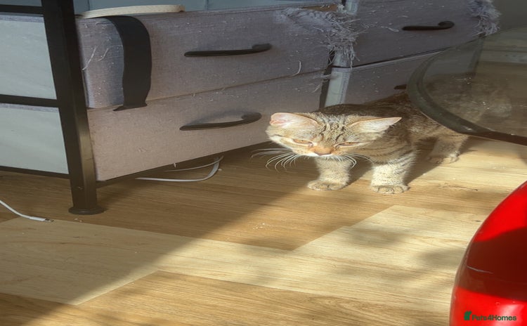 Domestic Shorthair cats - Advert 1