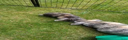 Mini Lop rabbits for sale: 2 Female mini Lops  - Advert 4