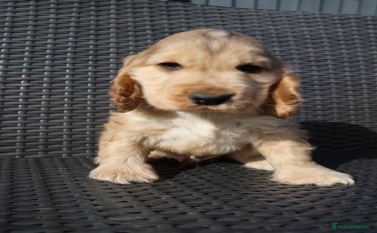 Cocker Spaniel dogs - Advert 7