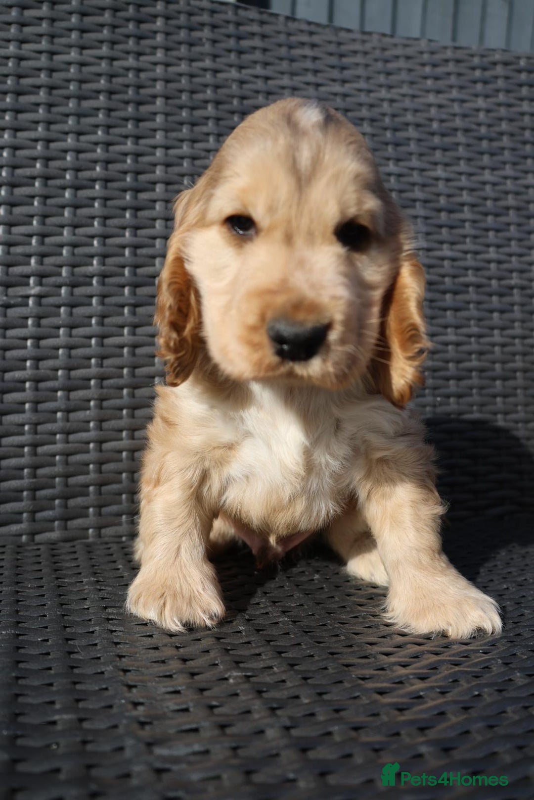 Cocker Spaniel dogs for sale: Gorgeous simbawood cocker spaniel 1 boy 1 girl  - Image 2