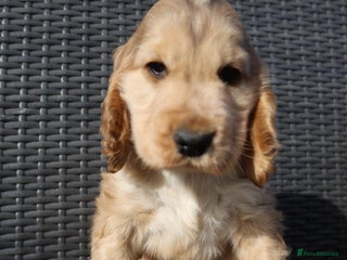 Cocker Spaniel dogs - Advert 25