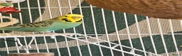 Budgerigars birds for sale: Seeking Experienced Owner for Disabled Budgie in Knaresborough - Advert 2