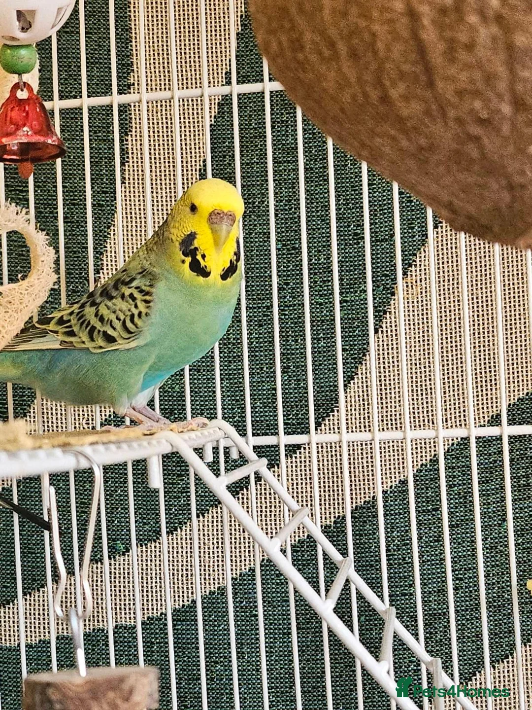 Budgerigars birds for sale: Seeking Experienced Owner for Disabled Budgie in Knaresborough - Advert 2