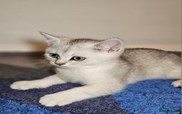 British Shorthair cats for sale: British Shorthair Kittens – Golden & Silver Shaded - Image 29