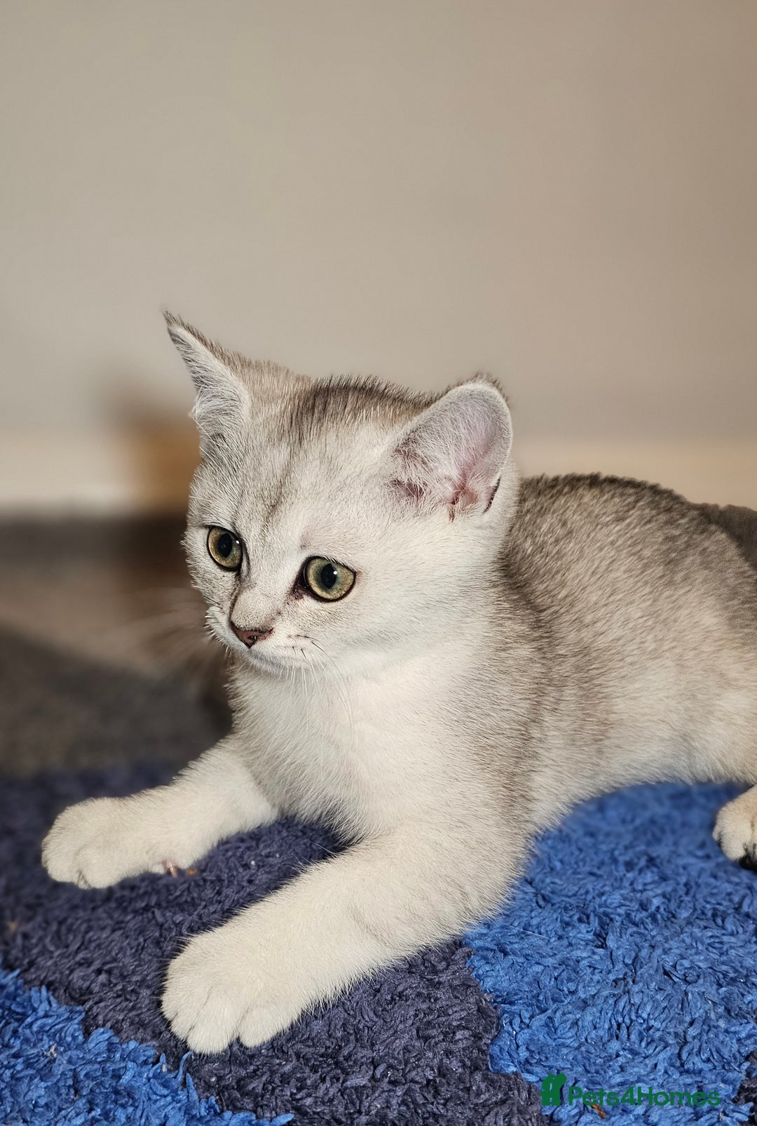 British Shorthair cats for sale: British Shorthair Kittens – Golden & Silver Shaded - Image 29