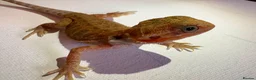 Bearded Dragon reptiles for sale: Stunning baby bearded dragons  - Advert 10