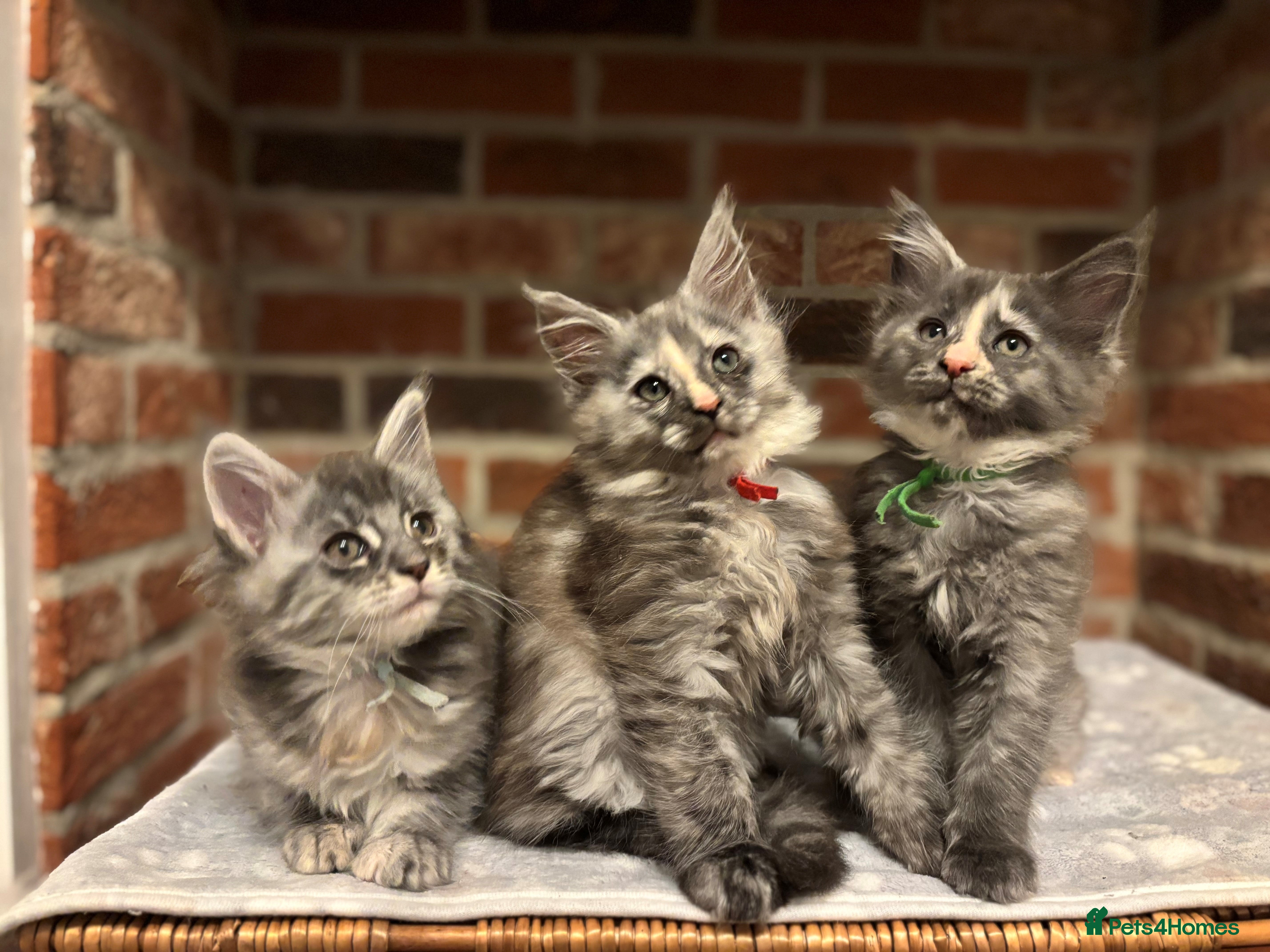 Maine Coon cats TICA Maine Coon Kittens - Advert 4