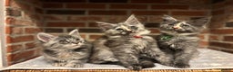 Maine Coon cats for sale: TICA Maine Coon Kittens - Advert 2