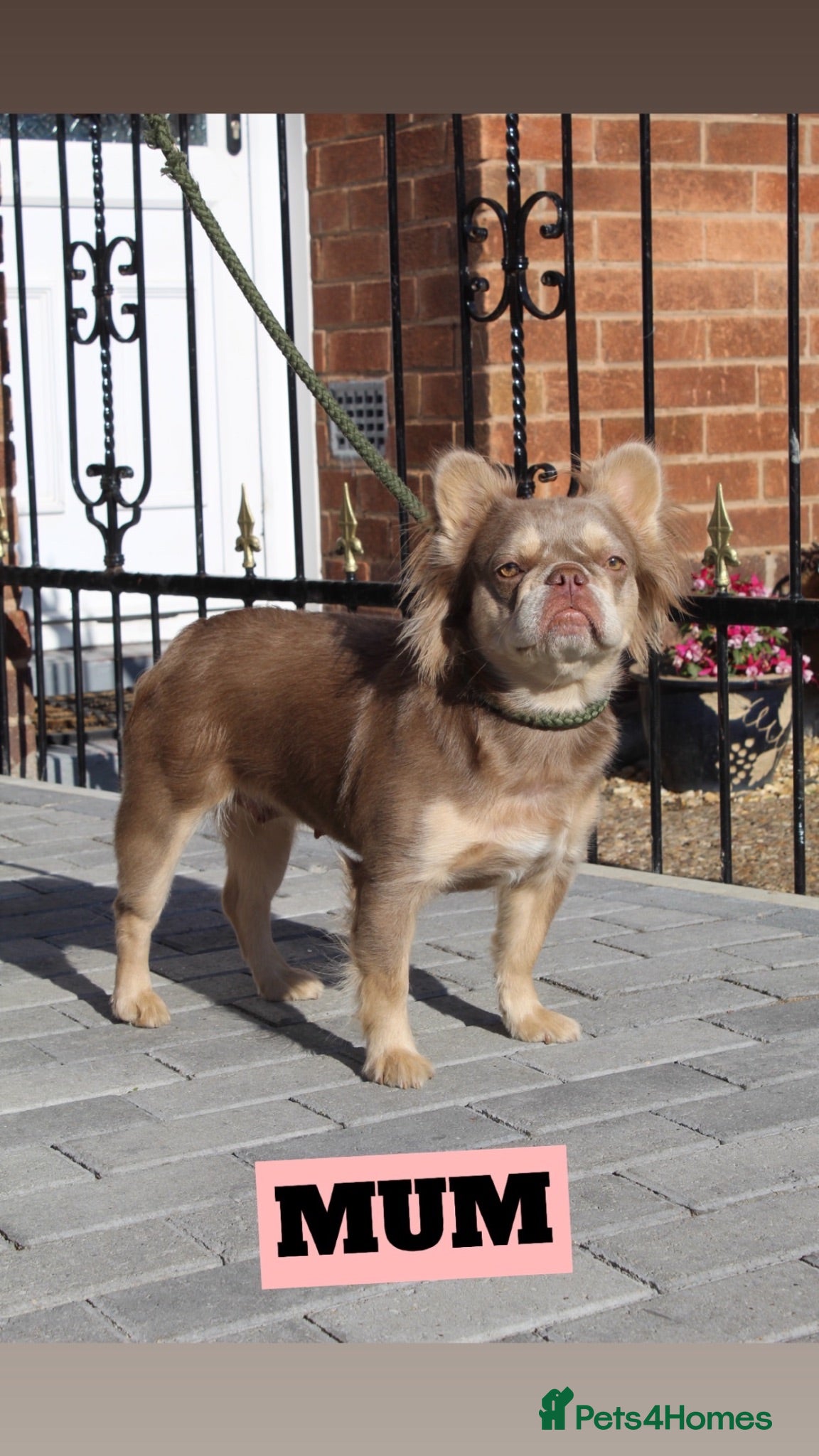 French Bulldog dogs Fluffy frenchie pups - Advert 1