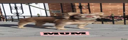 French Bulldog dogs for sale: Fluffy frenchie pups - Advert 1