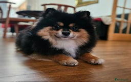 Pomeranian dogs for sale: Tiny Russian-Line Black & Tan Girls – Ready Now - Image 10