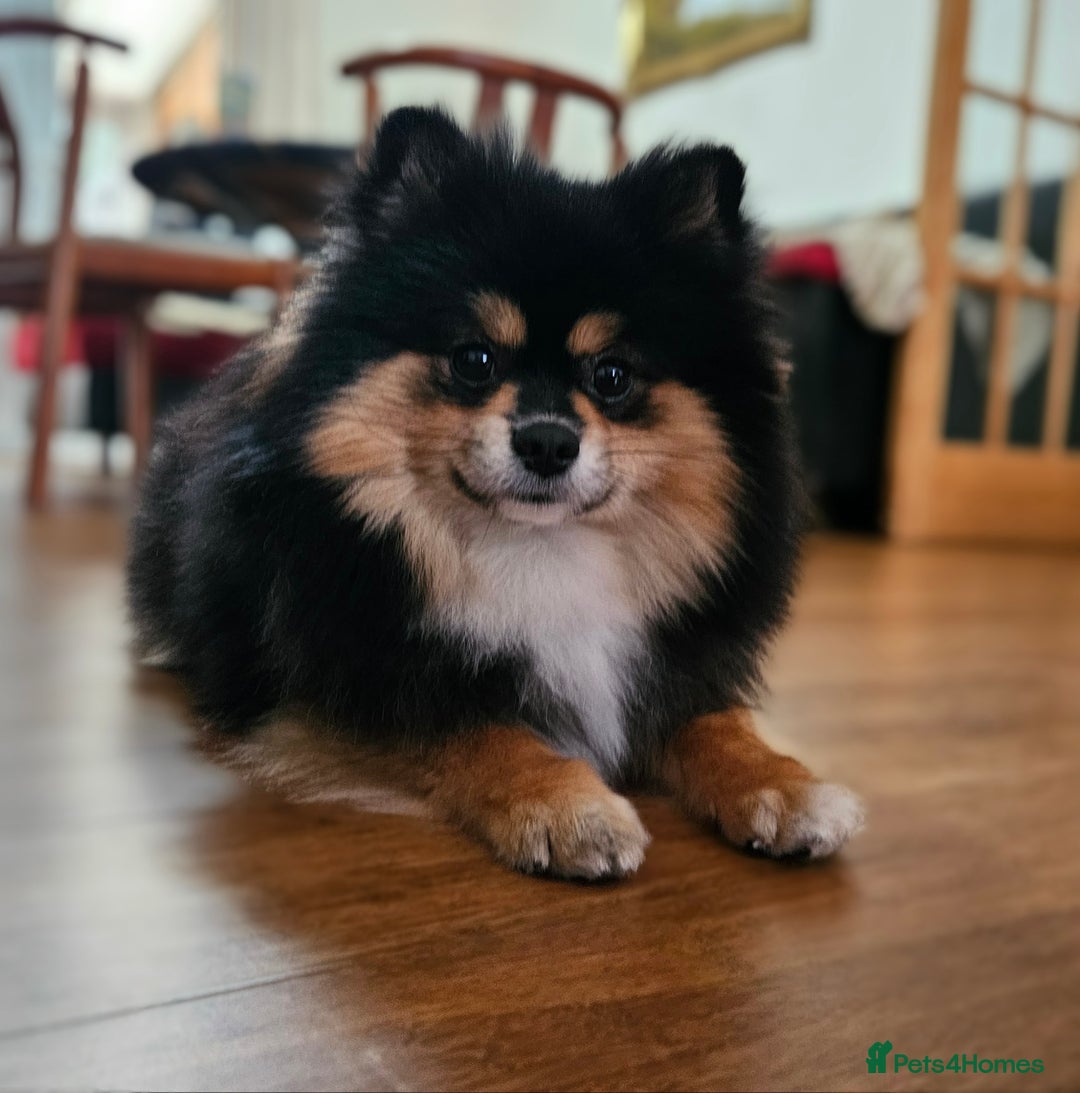 Pomeranian dogs for sale: Tiny Russian-Line Black & Tan Girls – Ready Now - Image 10