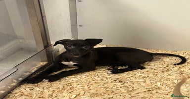 Lurcher dogs Working Lurcher  - Advert 5