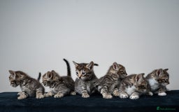 Bengal cats for sale: Gorgeous kittens, Wild-Patterned, Stunning Looks - Image 19