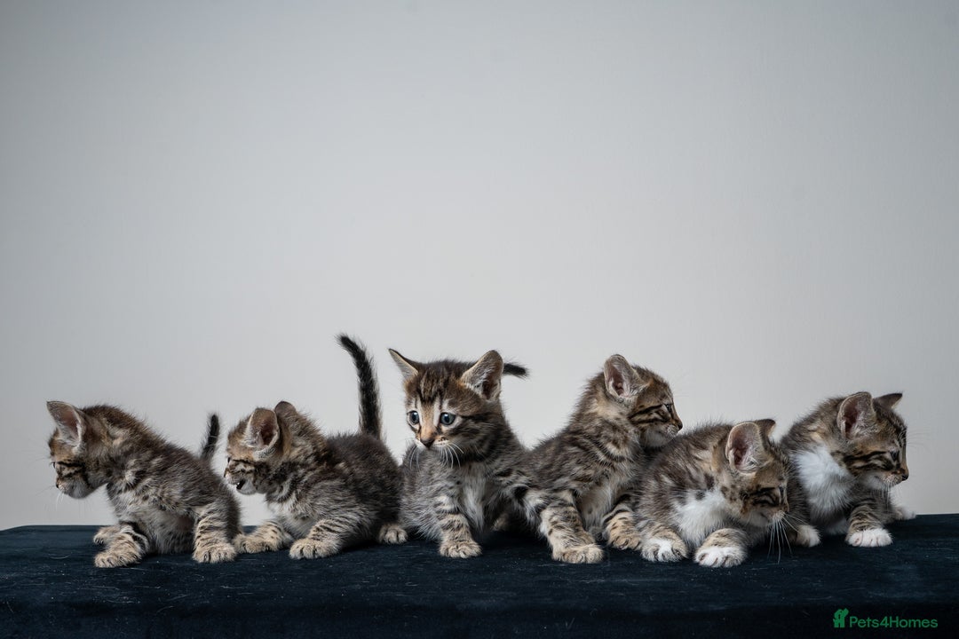 Bengal cats for sale: Gorgeous kittens, Wild-Patterned, Stunning Looks - Image 19