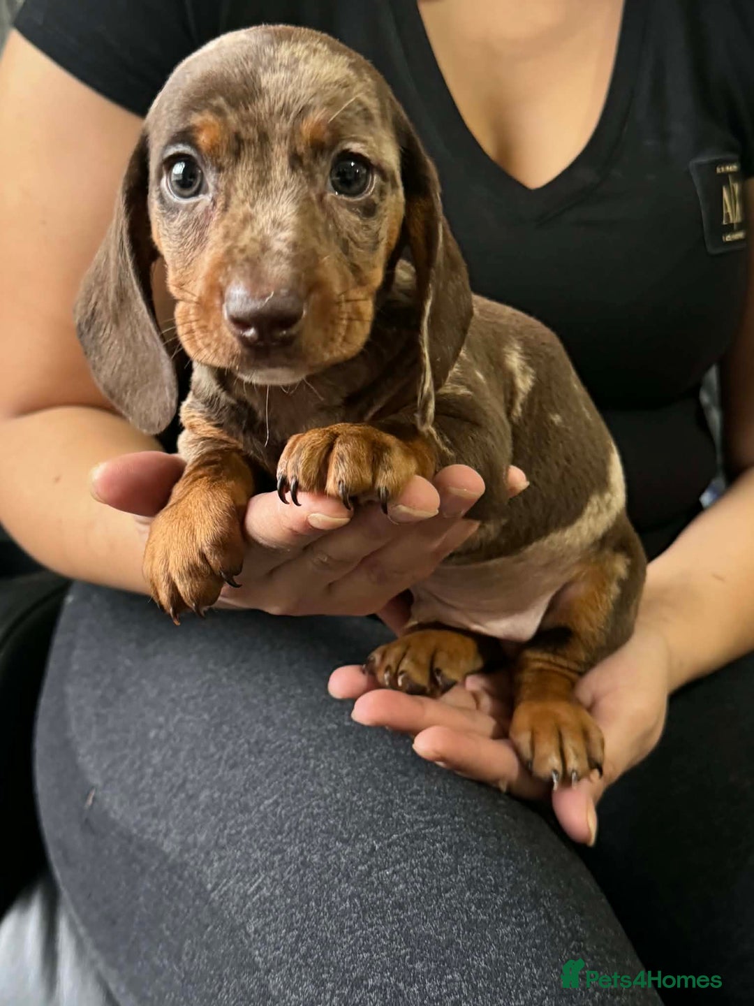 Dachshund dogs for sale: Miniature Dachshund puppies - Advert 21