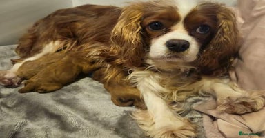 Cavapoo dogs - Advert 8