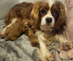 Cavapoo dogs - Advert 3