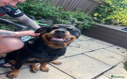 Mixed Breed dogs for sale: Rottweiler x German shepherd male puppies - Image 18
