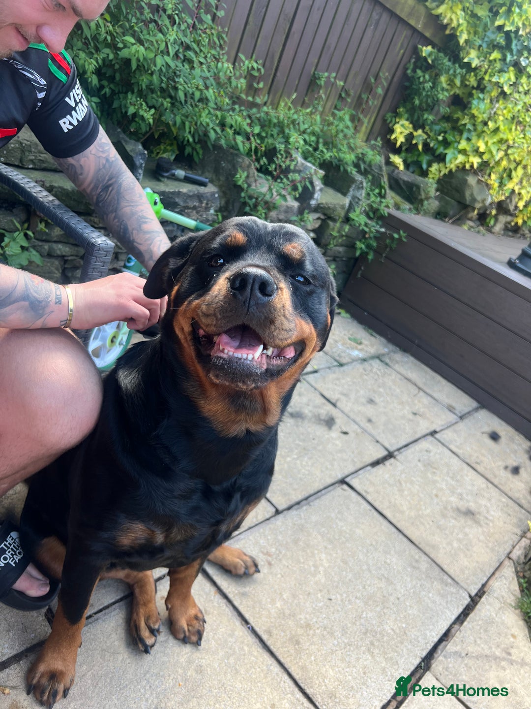 Mixed Breed dogs for sale: Rottweiler x German shepherd male puppies - Image 18