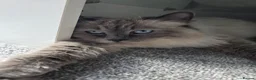 Siberian cats for sale: 🤩Champion bloodlines neva masquerade siberians🤩 - Advert 14