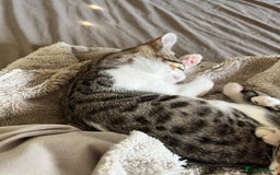Bengal cats for sale: Bengal mixed  - Image 6