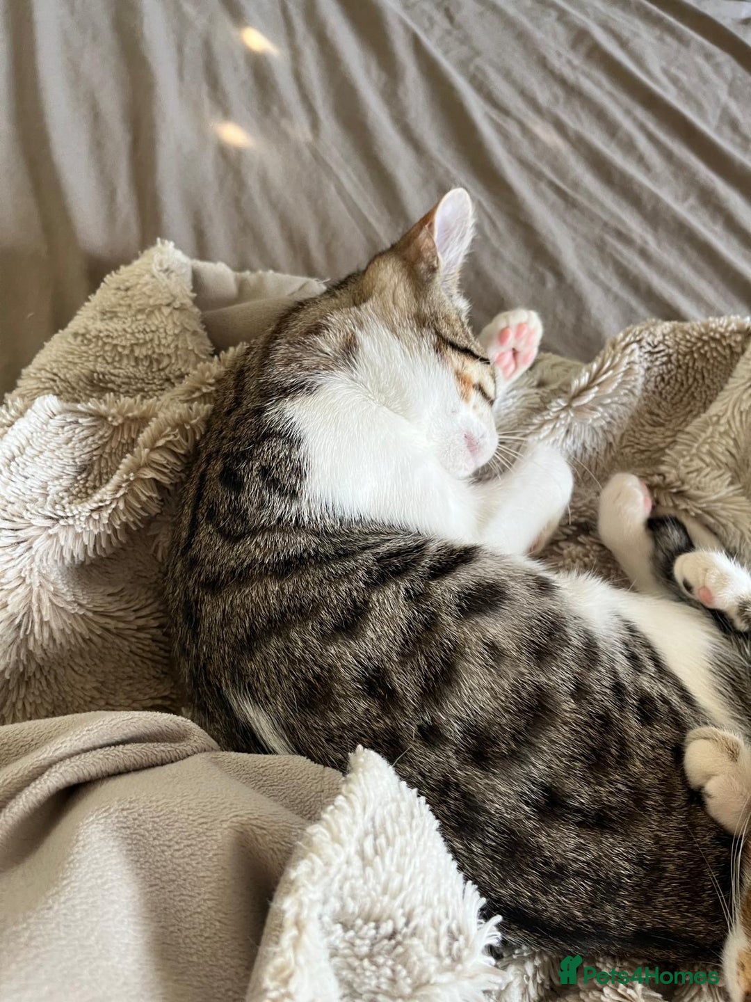 Bengal cats for sale: Bengal mixed  - Image 6