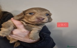 Miniature Dachshund dogs for sale:   Long haired  dachshunds puppies  top quality  - Image 15