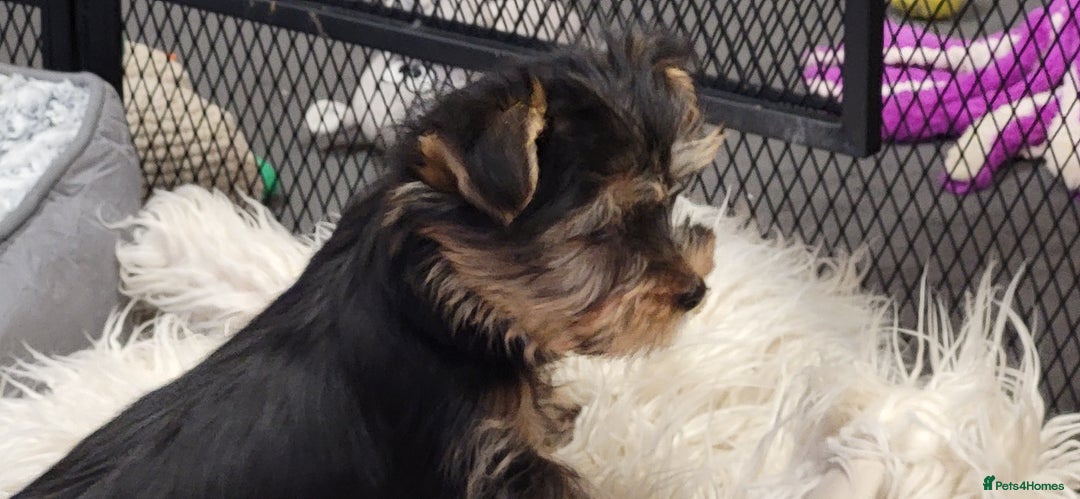 Yorkshire Terrier dogs for sale: Yorkshire Terriers puppies from Licensed Breeder  - Advert 12