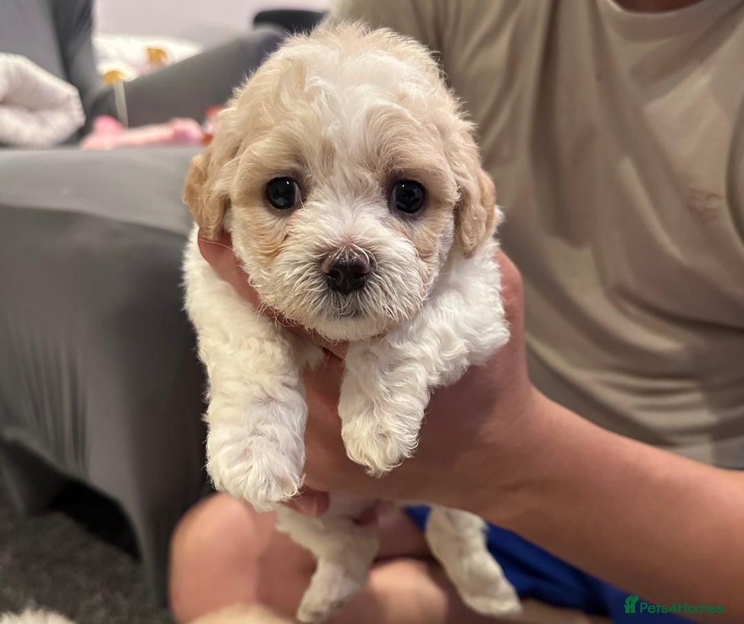 Bichon Frise dogs for sale: Bichon Maltese - Image 3