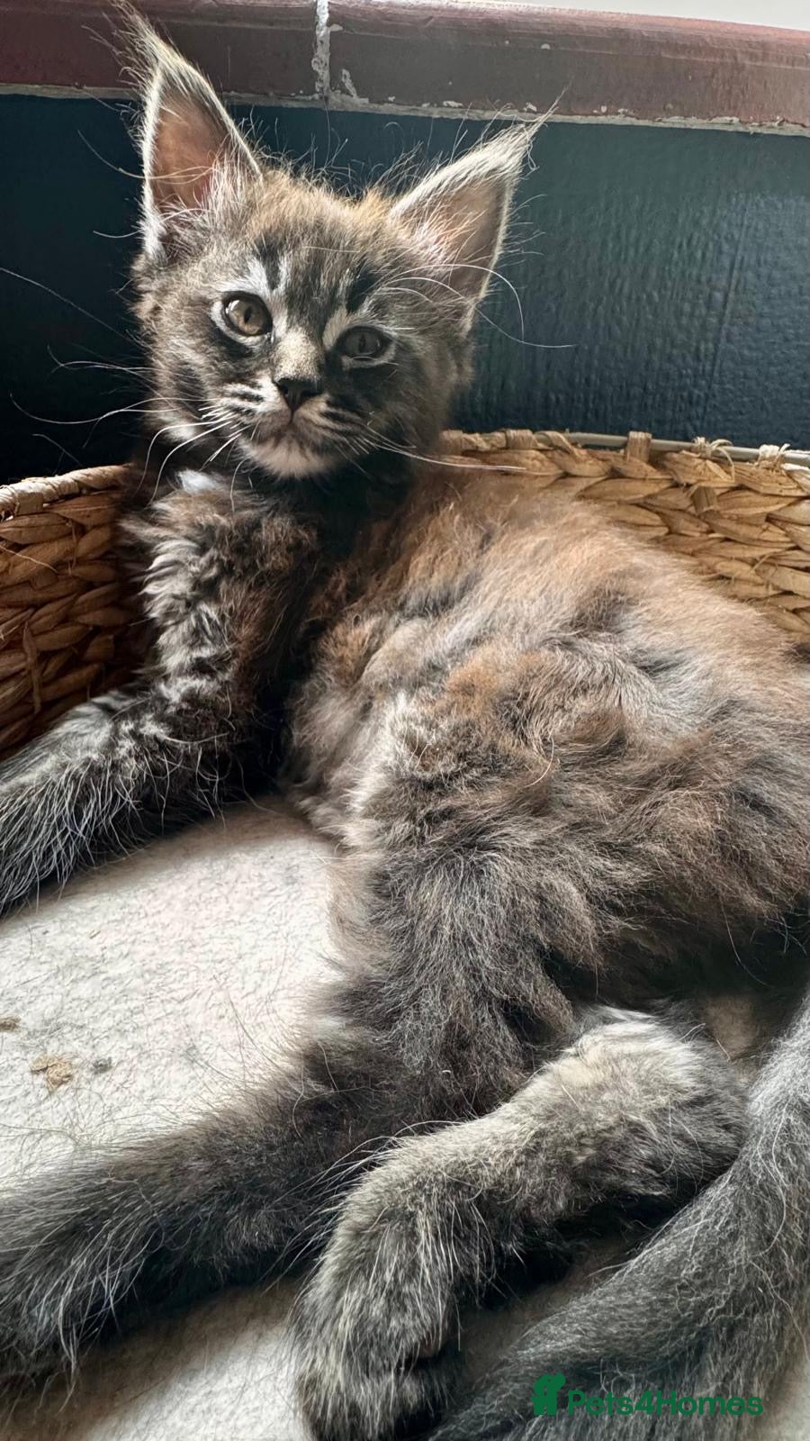 Maine Coon cats MaineCoon Ragdoll cross *Ragcoon* Pedigree Parents - Advert 3