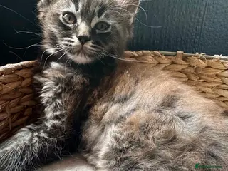 Maine Coon cats MaineCoon Ragdoll cross *Ragcoon* Pedigree Parents - Advert 1