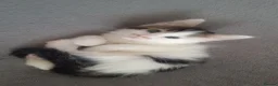 Mixed Breed cats for sale: Fluffy kittens  - Advert 7
