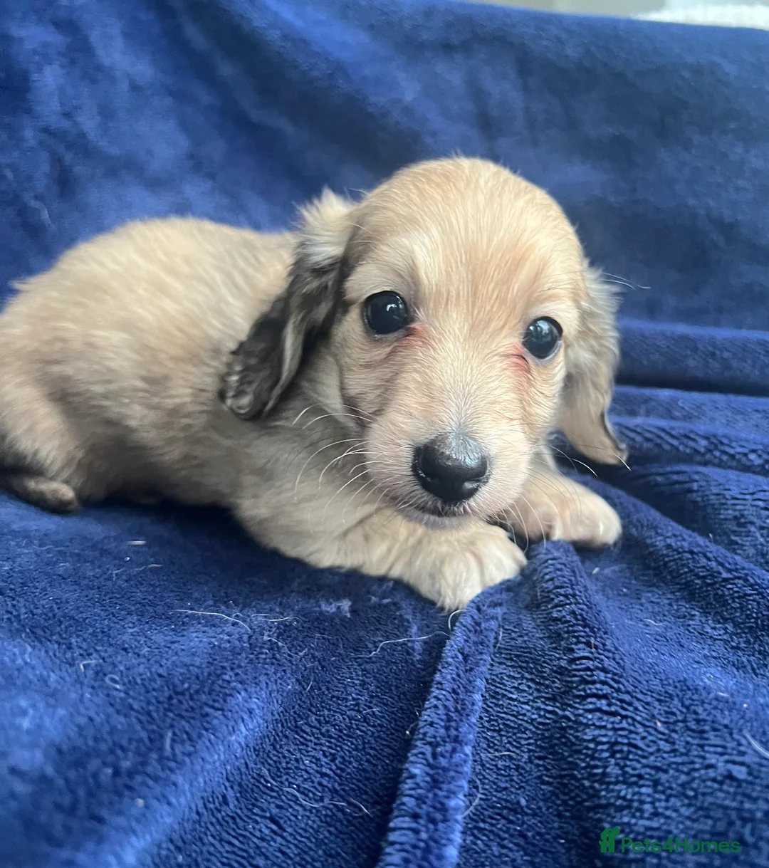 Miniature Dachshund dogs for sale: Shaded cream miniature dachshund girl - Advert 4