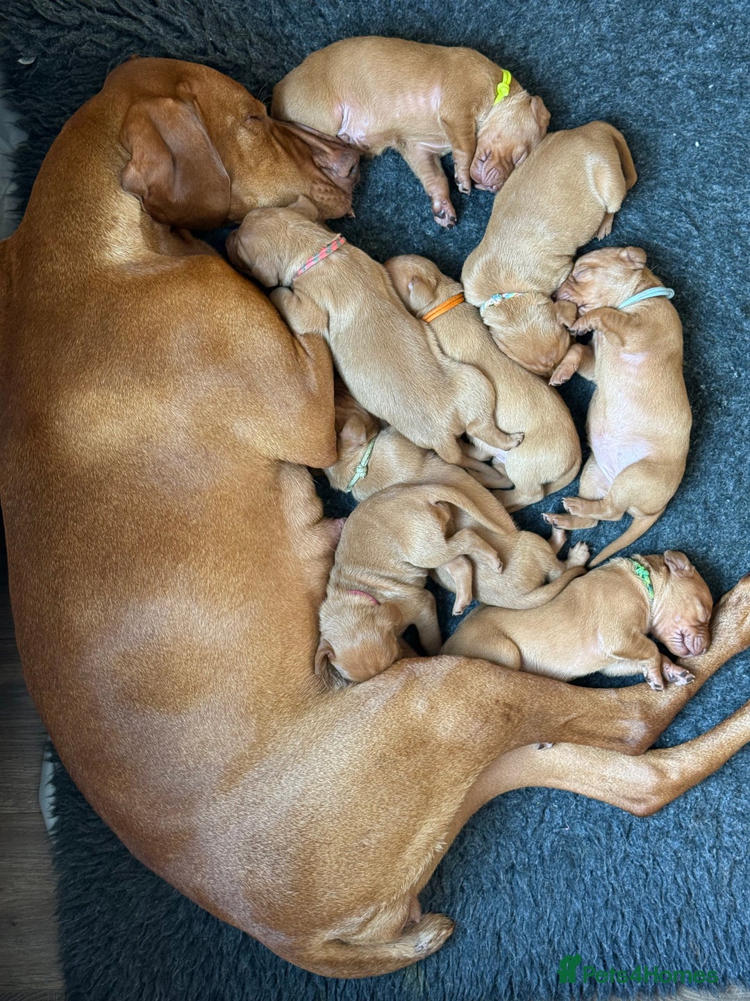 Hungarian Vizsla dogs for sale: Hungarian Vizsla Puppies in Melton Mowbray - Image 22