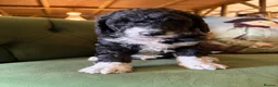 Bernedoodle dogs for sale: Black Bernedoodle Boy 1250 - Advert 10